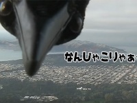 放送事故。好奇心が突出したカラス、カメラに興味を持っちゃったもんだから巨大生物襲来風（アメリカ）