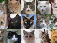 この世に存在しない猫を次々と自動生成できるAIが登場！