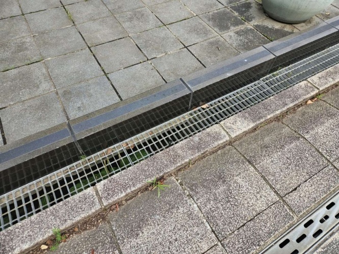 職場付近の側溝で...