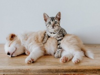 犬と猫を仲良くさせるにはフェロモンの力を借りればいい（英研究）