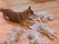 ふわふわ可愛い！うちにもほしい！柴犬の抜け毛で柴犬を作ってみた結果