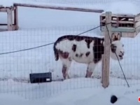 （音量注意）「よぉよぉよぉ！」雪景色の中、ロバに挨拶してみたらなんと返事が返ってきた！