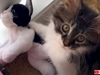 猫のぬいぐるみを溺愛する猫のため、新たに子猫を引き取ったところ誰よりも子猫を愛するように