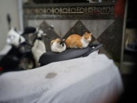 地震！その時猫は？台湾で地震が発生した時の猫たちの様子を記録した監視カメラ映像