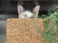 猫の気を引くための最良の方法。声と身振りの両方を使うと良いとする研究結果