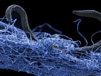 地球の地下世界には特殊な環境に生きる生物たちが独自の生態系を作り上げていた。