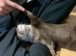 かわいすぎかよ…！　カワウソの『ゴロン』と『ハイタッチ』の合わせ技。