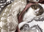 飼い主さんのお布団を独り占め！ウトウト眠りに落ちてゆく子猫の様子が可愛すぎる
