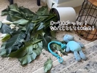 観葉植物を倒したダックスフンド、飼い主に怒られるとあの作戦でごまかそうとする