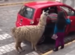 ありえない光景。ペルーの街中でタクシーに乗り込むアルパカとその飼い主を目撃！