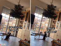 今年も負けました。クリスマスツリーを狙う猫と人間の攻防戦。天井作戦失敗の巻