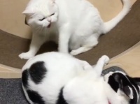 回し車が好きすぎて、ライバル全員しばく猫。しかし子猫にはやさしかった