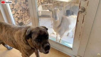 サンフラワー農場より「わしも室内犬、いや室内山羊になりたいんじゃ！」と要求する古参の山羊に犬たちも困惑