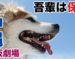 一般社団法人 保護犬のわんこのプレスリリース画像