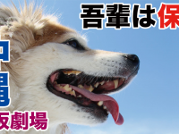 一般社団法人 保護犬のわんこのプレスリリース画像