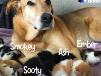 火事現場から救い出された子猫、りっぱに成長し育ててくれた犬と友情を結ぶ