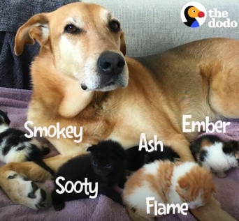 火事現場から救い出された子猫、りっぱに成長し育ててくれた犬と友情を結ぶ