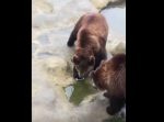 痛恨のミス！笑　エサと間違えてヒグマにスマホを投げ込んでしまう。