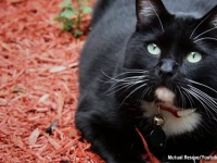 猫との出会いが運命を変えた。野良猫に命を救われた男性兵士の物語