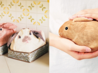 収納は任せてぴょん！