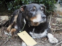 突如姿を消した老犬。その驚きの理由は、首元に結びつけられたメモ書きで明らかに（ニュージーランド）