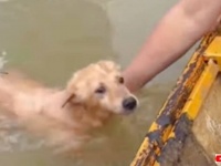 「まだ友だちが残ってる！」洪水の中救出された犬、仲間を助けてほしいとさらにボートを誘導する