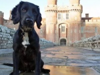 バケツに捨てられていた子犬が立派な警察犬になるまでの物語（イギリス）