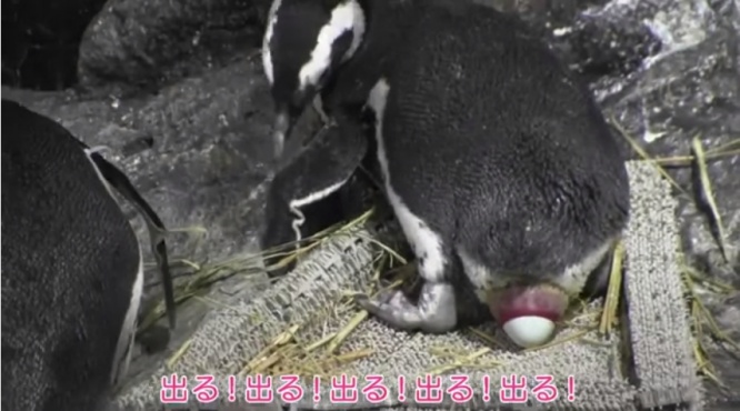 産卵動画