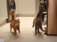 猫のシンクロ率の高さ！ほぼ同じ動きと歩調で餌場に向かう2匹の猫