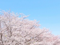あなたにとって、桜ソングといえば？