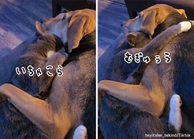 こんな動画だけ見ていたい。君の好きな人が100年続きますように