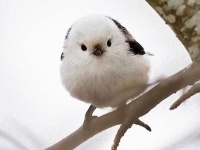 森の妖精？雪の妖精？とにかく爆きゅん、ふっくらかわいい鳥「シマエナガ」