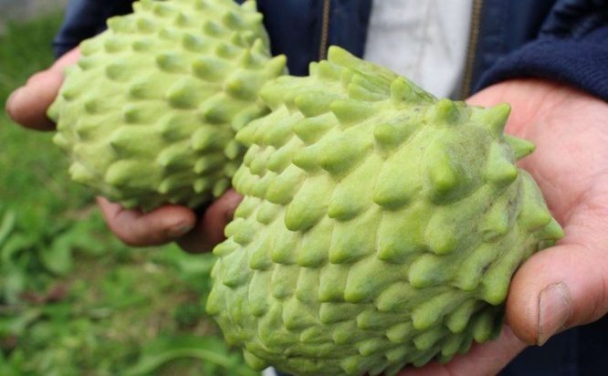 福岡県 朝倉市「アテモヤ」17000円（ふるさとチョイスより）