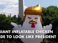 トランプそっくりのニワトリのバルーンがホワイトハウスの近くに出現！