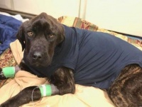 痩せこけて、骨と皮だけの状態になっていた犬。生きることをあきらめなかった犬の奇跡の回復物語（アメリカ）