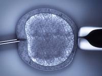 体外受精で３人の遺伝子を受け継ぐ男児が誕生（shutterstock.com）