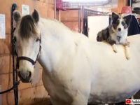 特別な絆で結ばれた犬と馬。ずっと背中に乗ったまま降りようとしない犬