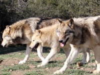嬉しいニュース。カリフォルニア州で絶滅の危機に瀕しているハイイロオオカミの新しい群れを確認