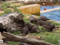 初めての竹の笹に興味津々、取り合って遊ぶコツメカワウソの集団