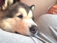 「えっ、ボクお兄ちゃんになるの？」飼い主さんのお腹に優しく寄り添うマラミュート
