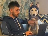 仕事と私とどっちが大事なのよう？甘えん坊のハスキー、飼い主さんの在宅ワーク中にイチャコラをせがむ