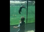 とってもキュート！　水槽の中のカワウソと一緒にハイテンションで踊る子ども。