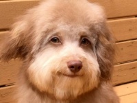 犬がどんどん人化している？またしても発見された人面犬（アメリカ）