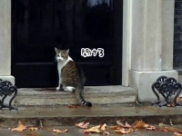 イギリス首相官邸ネズミ捕獲長の猫、雨の日の外出後、警官にドアを開けるよう指示。で、悠々と入っていく。