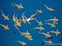 想像してごらん、海に浮かんでいるとその下には大量のサメが泳いでいる姿を！経験したいならモルディブにGO！