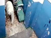 ロシアのある町で50頭を超えるホッキョクグマが出没！非常事態宣言が発令される。