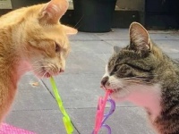サイクリングにハイキング！冒険好きなアウトドア猫、インドア派のソウルメイトに出会って一目惚れ
